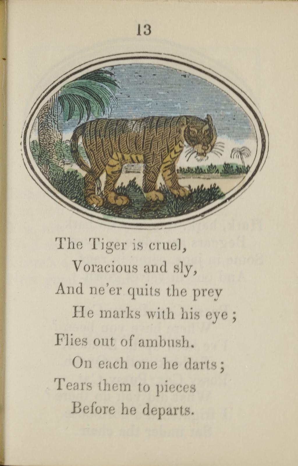 13 The Tiger is cruel, Voracious and sly, And ne er quits the prey He marks with his