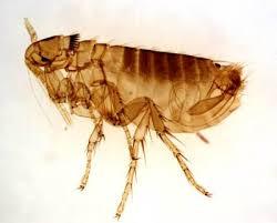 Page 2 How Can I Tell If My Pet Has Fleas? Written by Dr. Jeff Feinman General Flea Information General Flea Information Fleas are small, brown or black, wingless insects with flattened bodies.