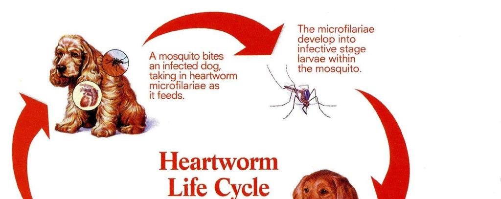 Page 3 Heartworms in Dogs: Facts and Myths By Sandy Eckstein WebMD Pet Health Feature Heartworms in dogs are easy to prevent, but difficult and costly to cure.
