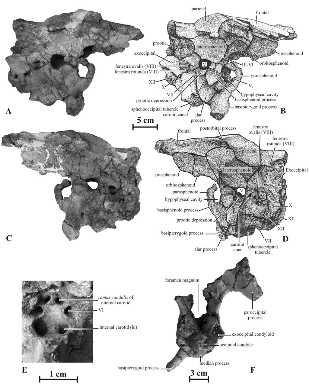 New Saurolophine from Russia Figure 11. Braincase (AENM 2/121) of Kundurosaurus nagornyi gen. et sp. nov.