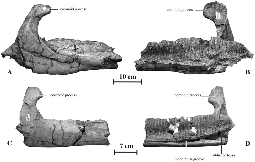 Figure 12. Dentaries of Kundurosaurus nagornyi gen. et sp. nov. A-B: AENM 2/846 in lateral (A) and medial (B) views. C-D: AENM 2/902 in lateral (C) and medial (D) views. doi:10.1371/journal.pone.