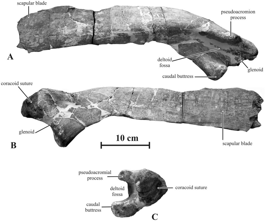 New Saurolophine from Russia Figure 14. Right scapula (AENM 2/906) of Kundurosaurus nagornyi gen. et sp. nov., in lateral (A), medial (B), and ventral (C) views. doi:10.1371/journal.pone.0036849.