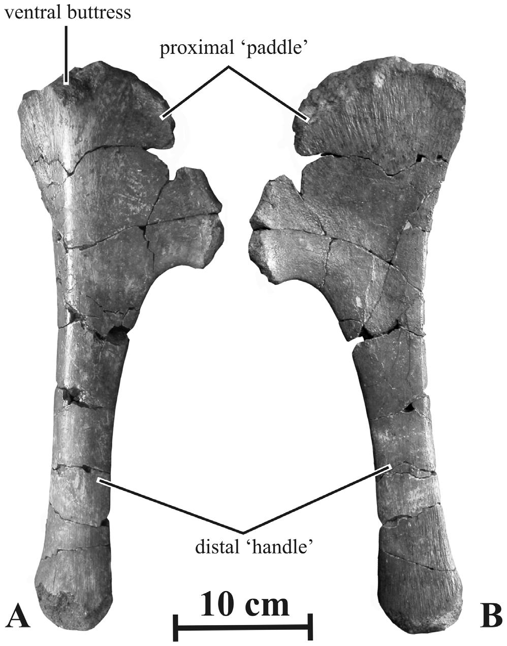 Figure 15. Right sternal (AENM 2/913) of Kundurosaurus nagornyi gen. et sp. nov., in ventral (A) and dorsal (B) views. doi:10.1371/journal.pone.0036849.g015 notabilis [34].
