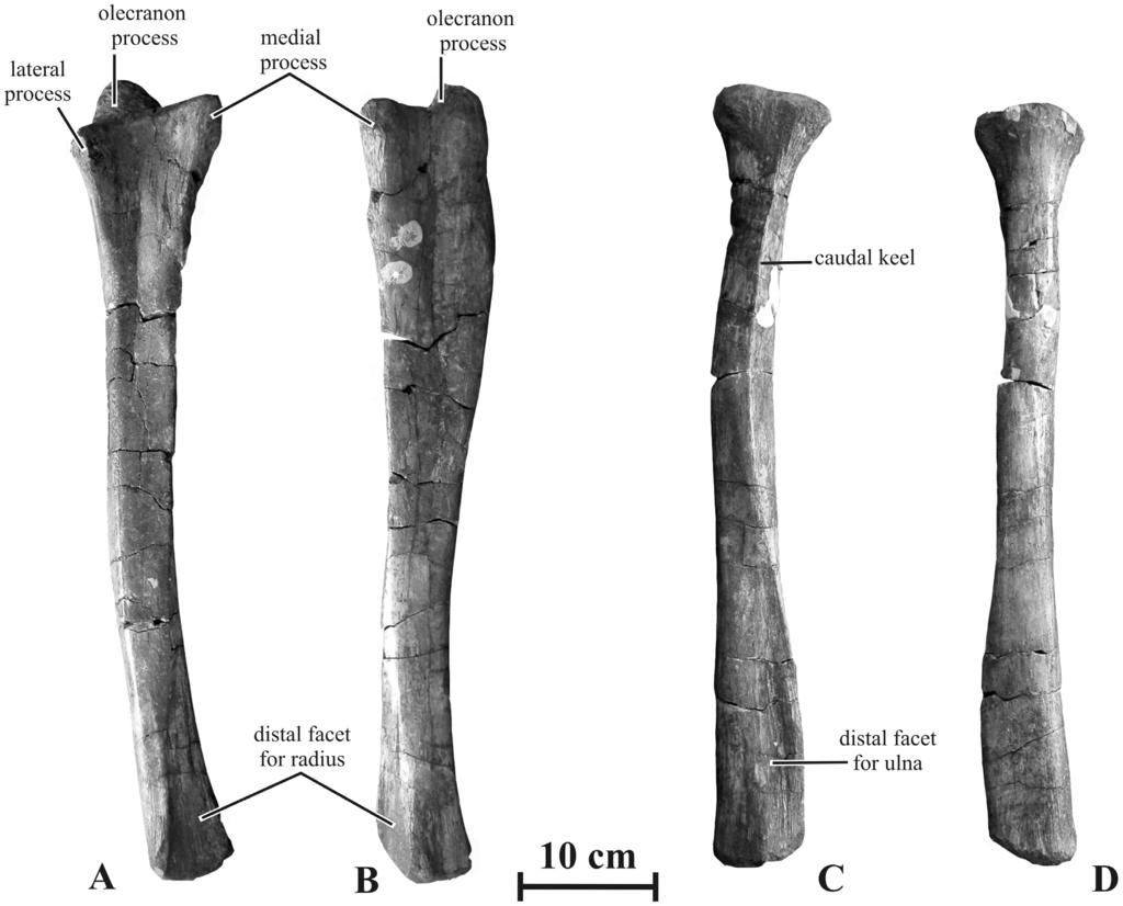 New Saurolophine from Russia Figure 17. Forearm of Kundurosaurus nagornyi gen. et sp. nov. A-B: right ulna (AENM 2/905) in cranial (A) and medial (B) views.