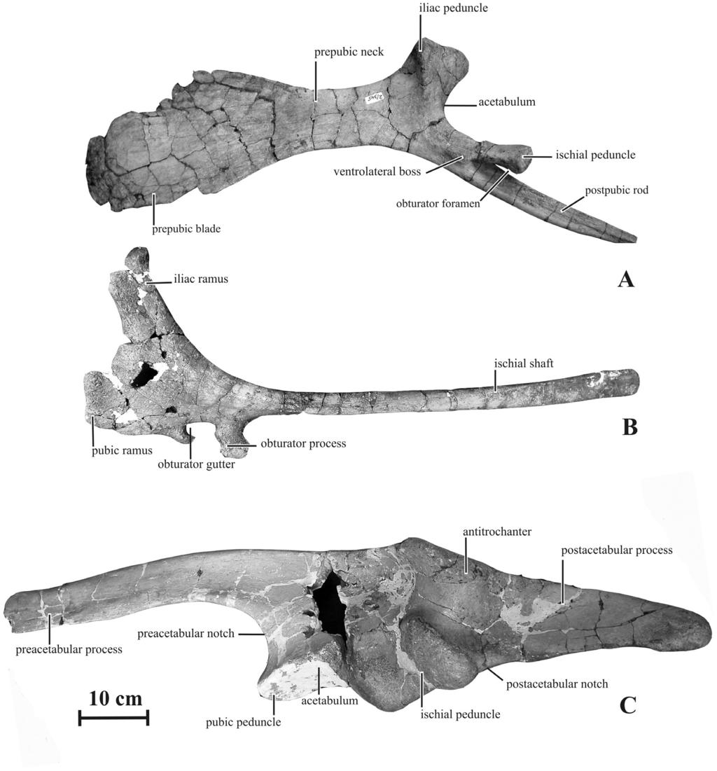Figure 18. Pelvic girdle of Kundurosaurus nagornyi gen. et sp. nov. A: left pubis (AENM 2/922-5L) in lateral view. B: left ischium (AENM 2/922-3L) in lateral view.