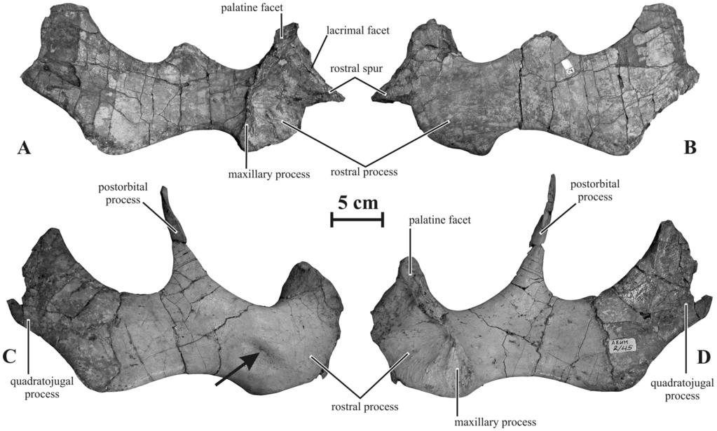 Figure 3. Jugals of Kundurosaurus nagornyi gen. et sp. nov. Left jugal (AENM 2/921-2) in medial (A) and lateral (B) views. Right jugal (AENM 2/ 45) in lateral (C) and medial (D) views. doi:10.