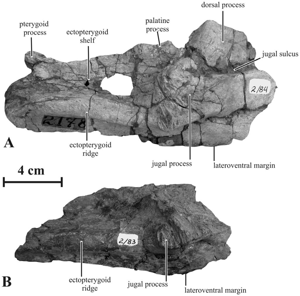 New Saurolophine from Russia Figure 4. Right maxillae of Kundurosaurus nagornyi gen. et sp. nov.