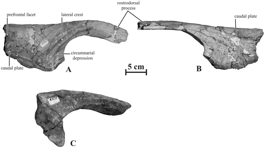 Right nasals of Kundurosaurus nagornyi gen. et sp. nov. AENM 2/57 in lateral (A) and medial (B) views.
