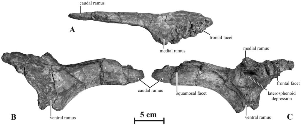 Figure 6. Left postorbital (AENM 2/921-6) of Kundurosaurus nagornyi gen. et sp. nov., in dorsal (A), lateral (B), and medial (C) views. doi:10.1371/journal.pone.0036849.