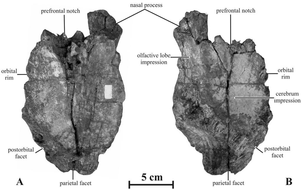 Figure 7. Left frontal (AENM 2/921-7) of Kundurosaurus nagornyi gen. et sp. nov.