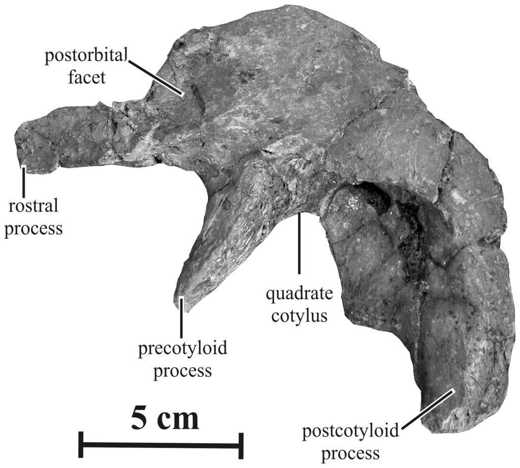 Left squamosal (AENM 2/921-5) of Kundurosaurus nagornyi gen. et sp. nov.