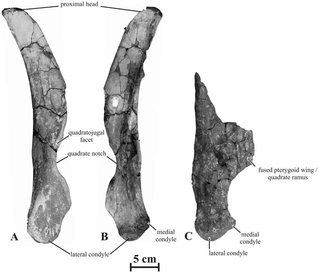 New Saurolophine from Russia Figure 9. Quadrates of Kundurosaurus nagornyi gen. et sp. nov. Right quadrate (AENM 2/921-3) in lateral (A) and medial (B) views.