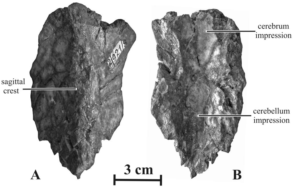Figure 10. Parietal (AEHN 2/921-8) of Kundurosaurus nagornyi gen. et sp. nov., in dorsal (A) and ventral (B) views. doi:10.1371/journal.pone.0036849.g010 Basioccipital (AENM 2/121, 2/921-1, 2/928).