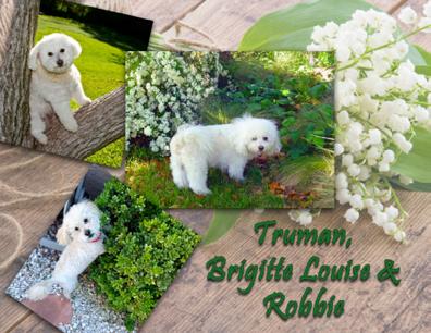 The 2015 Bichon FurKids Calendar Just in time for the
