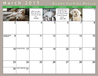The 2015 Bichon FurKids calendar is ready to order for