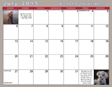 silly bichons who participated in our recent calendar