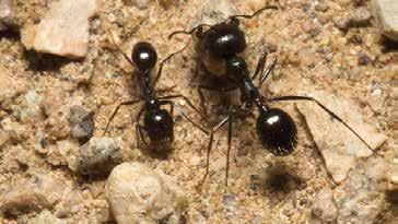 Harvester Ants The Harvester Ant is one of the most common household pests throughout the US, capable of thriving in almost any habitat.