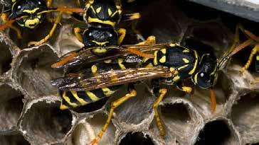 Paper Wasps The Paper Wasp has narrow wings and a dark brown wasp with yellow markings and black wings, commonly confused with the yellow jacket bee as a result of its appearance.