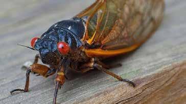 Cicada The name Cicada is a direct derivation of the Latin cicada, meaning tree cricket, for the loud and distinct, cricket-like noise that they make.