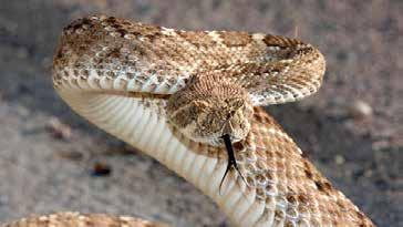 Diamondback Rattlesnake The Harvester Ant is one of the most common household pests throughout the US, capable of thriving in almost any habitat.