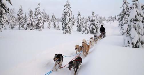 Full day as a musher Friday at 09:00 Take part on an unique experience, following the tracks of legendary mushers.