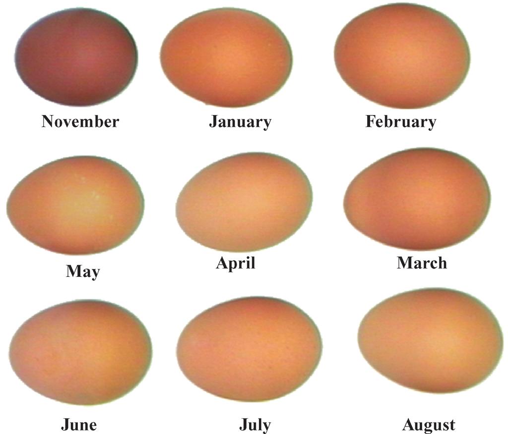 CHANGES IN BROWN EGGSHELL COLOR 359 Figure 2. Eggs with color values [lightness (L*), redness (a*), and yellowness (b*)] representative of the mean color values recorded in each month.