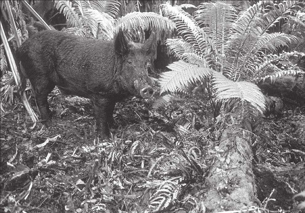 December 2011 Environment Hawai i Page 7 A feral pig stands next to a fallen tree fern. One of the difficulties in dealing with the growing problem is the lack of uniform regulations.