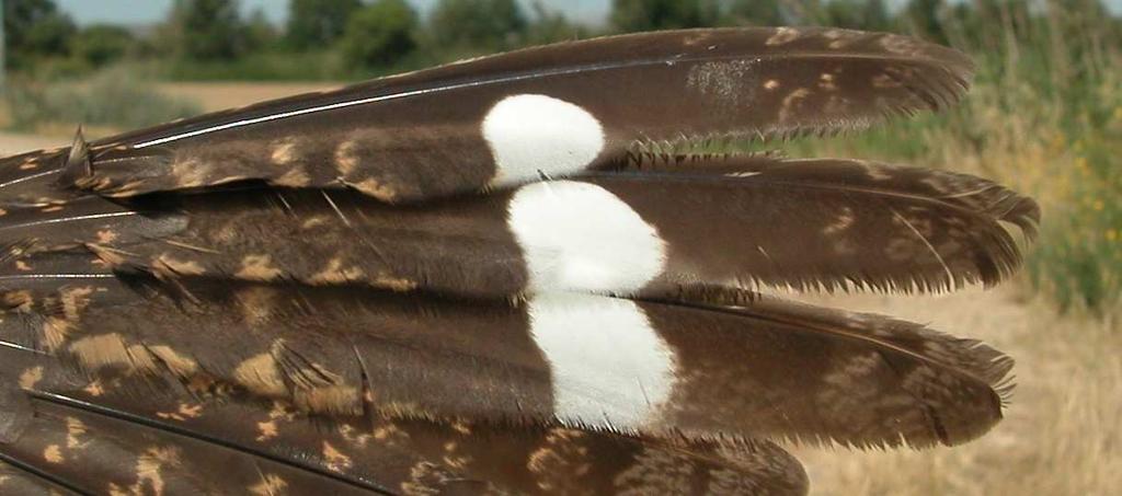 Nightjar, which is bigger (30-40 cm, wing