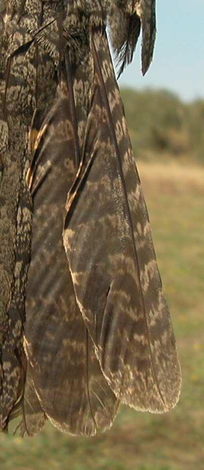 Grey brown plumage; grey brown wings and tail,