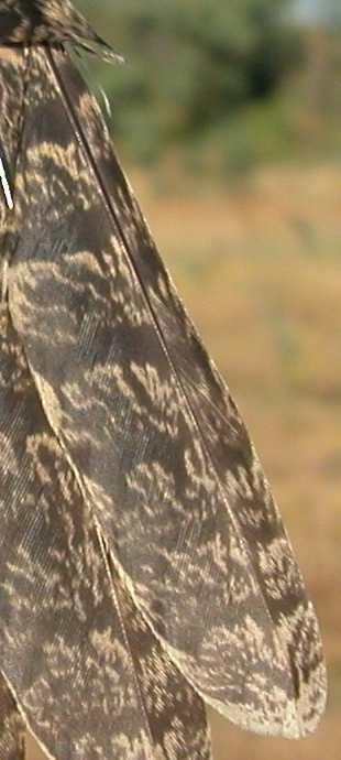 alula and alula feathers moulted; worn flight feathers; if there are two
