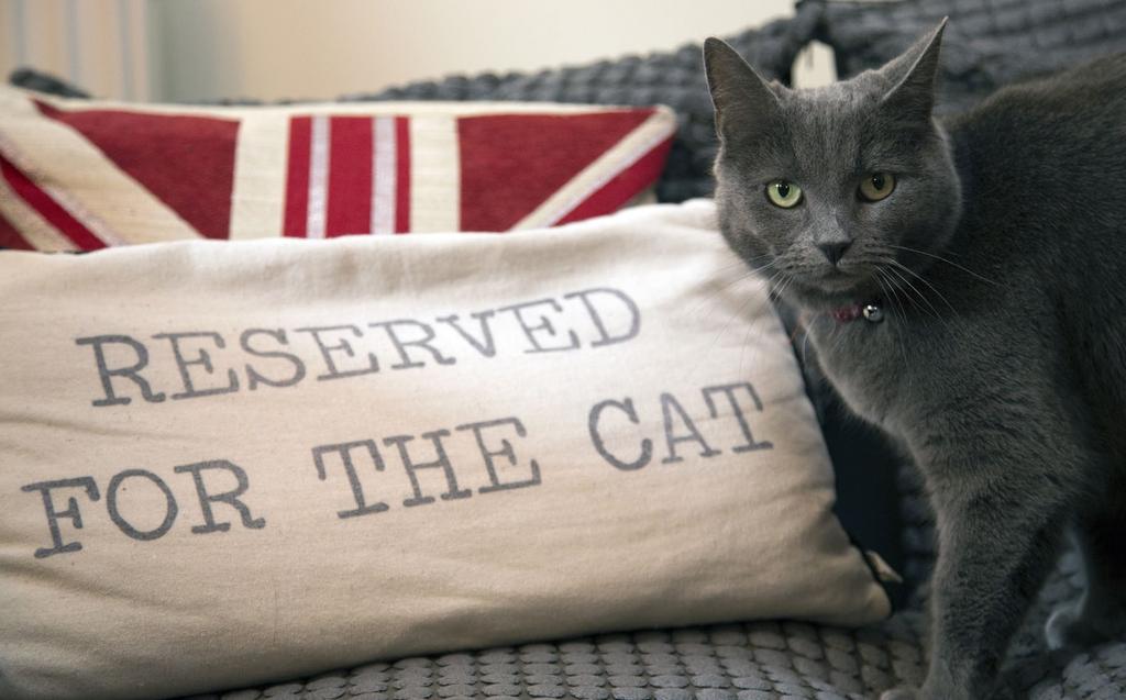 Common cat policies The lack of cat-friendly tenancy agreements prevents tenants from owning cats in both the private rented and social housing sector.
