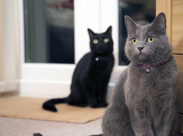Taking a closer look the private rented sector 75% of catfriendly private landlords report no problems at all from cats in their properties.