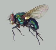 Are there different fly species in your testing area? Can you identify them?