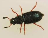 beetle, Staphylinidae