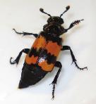 nomas d) Sexton beetle,