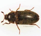 Red-legged ham beetle,