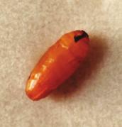 Maggot Ingestion of Drugs from a Corpse Flesh-eating insects have been found to have drug residues in their flesh as well as in their puparia.