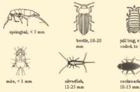 Laboratory Activity 13.1, continued (Chilopoda) and millipedes (Diplopoda). Figure 13.2 depicts a few of these insects.
