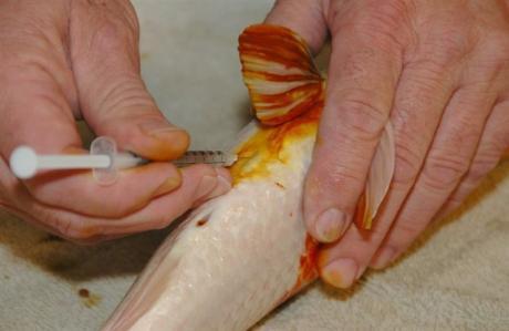 PKWS MAY 2011 ISSUE PAGE 3 Antibiotics and the Injection Alternative By Jeff Reiter, KHA The antibiotic injection method of administration is a powerful tool the hobbyist can use to heal fish, but it