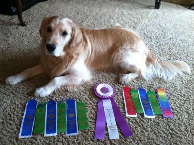 Page 9 of 12 The Golden Reporter Wins & Brags Tilly (Elmcreek s Chantilly Lace MJB MX CGC) earned her Master Bronze Jumpers title on April 14 th at the St. Paul Dog Training Club agility trial.