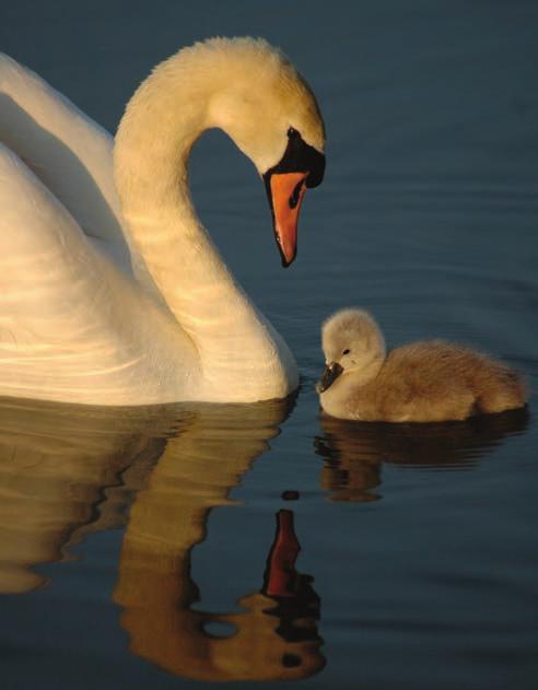 FACTS ABOUT SWANS: THE FULL NAME IS MUTE SWAN; THE SCIENTIFIC NAME IS CYGNUS OLOR. WHOOPER AND BEWICK S SWANS ALSO OCCUR IN THE UK, BUT USUALLY ONLY IN WINTER.