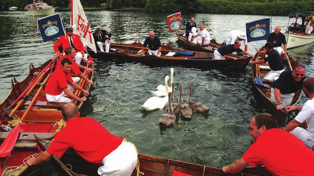 SWAN UPPING TODAY The families are encircled by the Swan Uppers who then gradually bring their boats closer together until they can safely lift the swans out of the water.