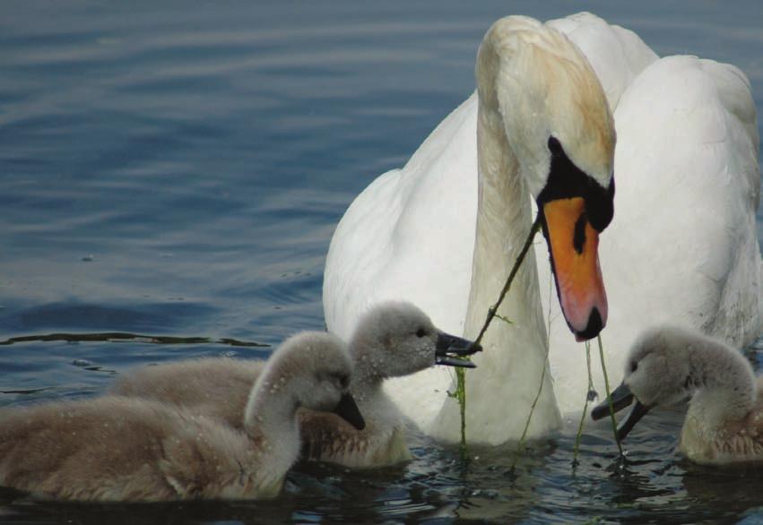 C O N S E R T ODAY, THE MAIN AIM OF SWAN UPPING IS THE WELFARE AND CONSERVATION OF SWANS ON THE RIVER THAMES.IT IS ALSO AN OPPORTUNITY TO EDUCATE PEOPLE ABOUT THE IMPORTANCE OF A HEALTHY RIVER.