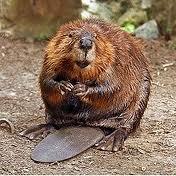 Second largest rodent aper capybara Inhabits any fresh water w/ woods