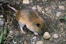 mortality Chisel- toothed Kangaroo Rat Dipodomys microps