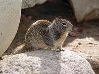 Ground Squirrel Spermophilus mollis California Ground
