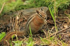 ruficaudus Marmots (Squirrel Family) Woodchuck