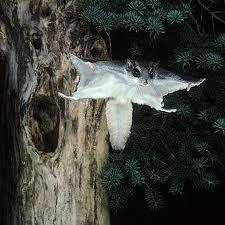 Northern Flying Squirrel* Glaucomys sabrinus 9-15, tail 4-7, 2.5-6.5 oz.