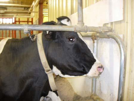 Tara Runner-Up for HIGHEST IN MILK 130 lbs/day February s Super Cows By: Toby Pinn