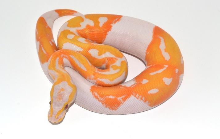 Morphs of the Month: Royal Pythons Royal Pythons are known to come in the some of the